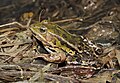 Pelophylax lessonae