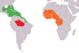 Arealoj: blue: kariba manato (Trichechus manatus) verde: amazona manato (Trichechus inunguis) oranĝe: afrika manato (Trichechus senegalensis)