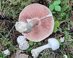 Metsšampinjon Agaricus sylvicola