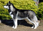 A dark grey and white wolf like dog faces left in profile.