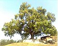 A 200 year old, 50 feet circumference Peepal tree in Nepal