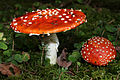 Amanita muscaria