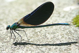 Calopteryx virgo