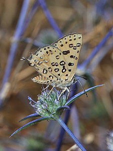 Cigaritis cilissa гёбелек Eryngium creticum гокканы юсюнден. Израиль.