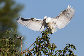 Aigrette garzette.