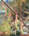 Les flors més grans i allargades de Gasteria pillansii