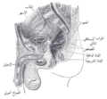 مقطع سهمي متوسطي في الحوض الذكري.