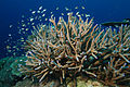 Corail branchu dans les milieux peu profonds (Corail corne de cerf).