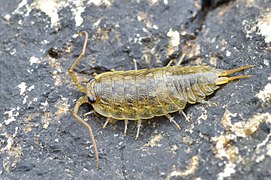 Ligia oceanica Ligie (Ligiidae)