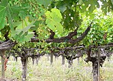 Cabernet Sauvignon vines at Chateau Montelena.