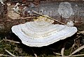 Trametes pubescens