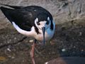 Black Necked Stilt