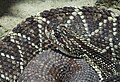 Crotalus durissus