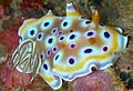 Chromodoris geminus