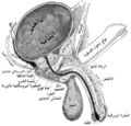 مقطع طولي للمثانة، القضيب والإحليل.