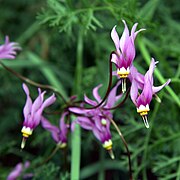 Primula conjugens (Syn. Dodecatheon conjugens)