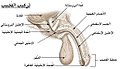 الإجزاء الرئيسية في القضيب