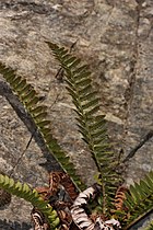 Polystichum lonchitis