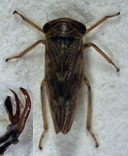 Rhytidodus decimaquartus.jpg