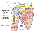 العربية