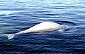 Churchill River, Hudson Bay, Manitoba, Canada