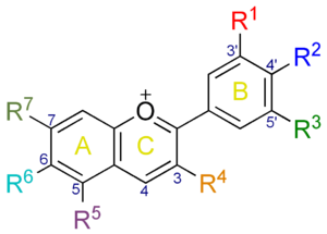 L'elemento base delle antocianine