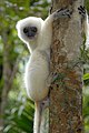 Sifaka mweupe