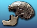 thumbHomo erectus pekinensis (Sinathropus pekinensis)