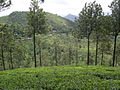 Hilly Tea Garden region of Idukki district.