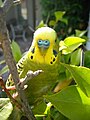 Budgerigar of Australia (മലയാളം: ബഡ്ജറെഗാർ)