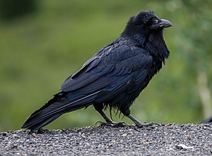 Κοράκι (Corvus corax), το μεγαλύτερο, πιο διαδεδομένο και πιο γνωστό κορακοειδές