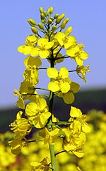 Miniatura para Brassica napus