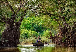 Une barque se faufile entre d'énormes arbres qui sortent de l'eau.