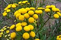 navadni vratič (Tanacetum vulgare)