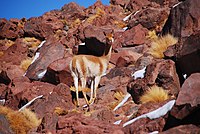 Una vicunya en terrenys rocosos (2008)