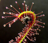 Cape Sundew