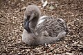 Chilean Flamingo