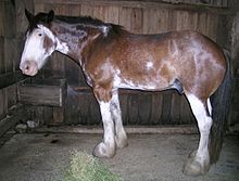 Clydesdale 5.JPG