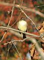 Eastern Phoebe