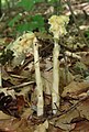 Monotropa hypopitys