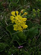 Primula balbisii