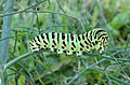 Papilio machaon