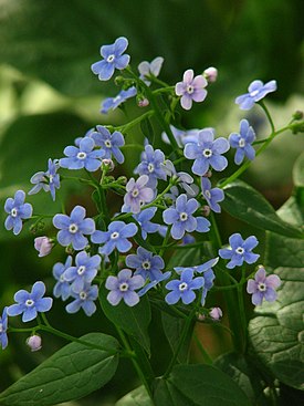 Бруннера сибирская (Brunnera sibirica)