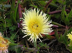 Flores e hábito de C. edulis.