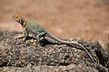 en:Crotaphytidae, en:Common_collared_lizard