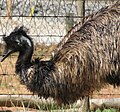 Emu