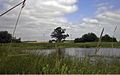 Natuurreservaat Friedeholzer Schlatt (biotoop voor amfibieën)