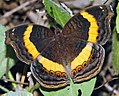 Junonia terea