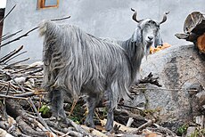 Twisted-horn goat in Himalayas