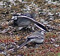 Una parella de Motacilla alba yarrellii fotografiada a Escòcia